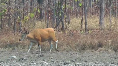 Banteng, Cambodia Stock-Footage 64856808