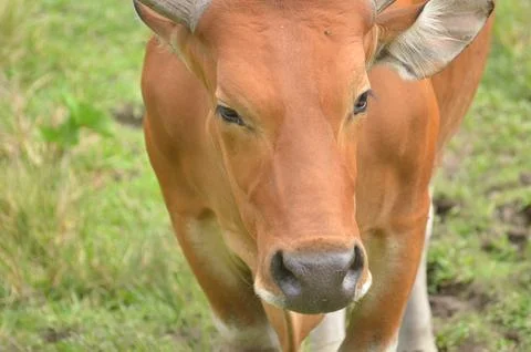 Banteng Close-up Stock Photos