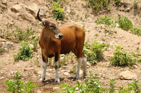 Banteng Cow Stock Photos