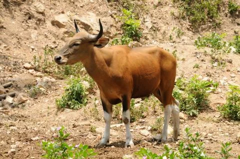 Banteng Cow Stock Photos