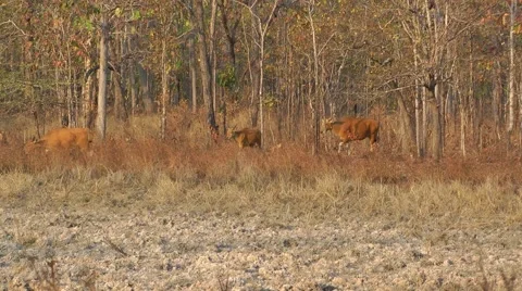 Banteng herd, Cambodia 스톡 동영상 64803121