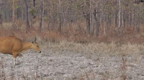 Banteng herd, Cambodia Stock-Footage 64856597