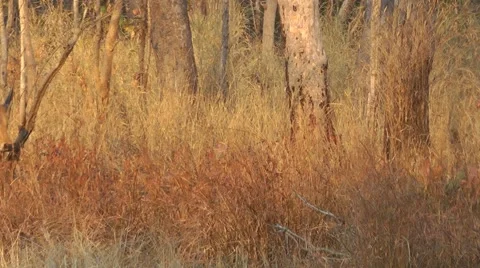 Banteng herd, Cambodia Vidéo 64856598