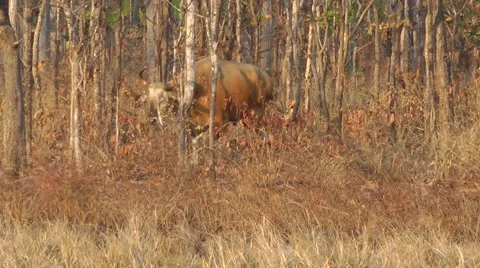 Banteng herd, Cambodia Stock Footage 64856600
