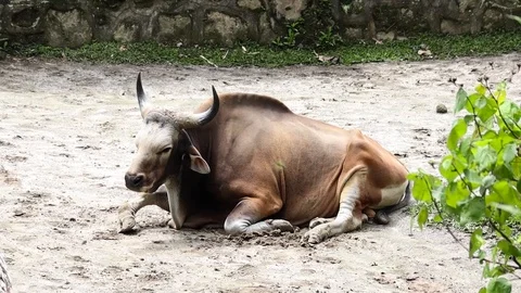 Banteng Jawa (Bos Javanicus) Stock Footage 119047312