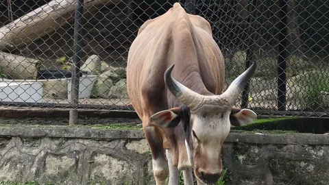 Banteng Jawa (Bos Javanicus) Video stock 119435028