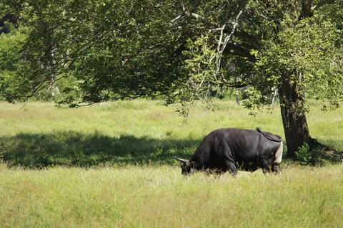 Banteng or Bos javanicus in the green grassland Stock Photos