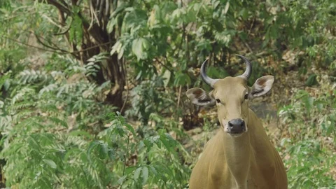 Banteng or Red Bull cow portrait standin... | Stock Video | Pond5