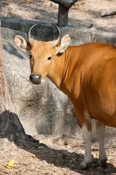 Banteng Stock Photos