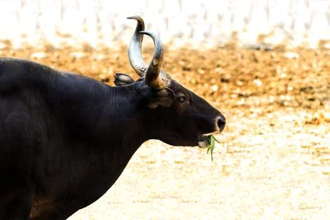 Banteng Foto stock