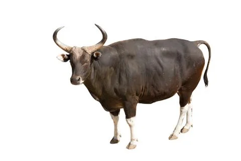 Banteng Stock Photos