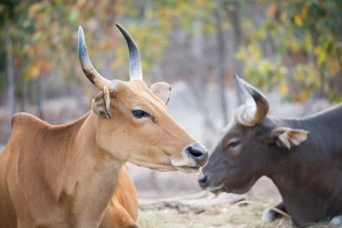 Banteng Фото