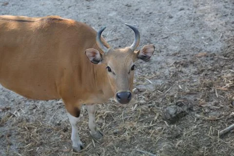 Banteng Stock Photos