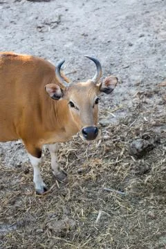 Banteng Stock Photos