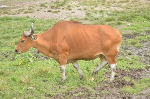 BANTENG Stock Photos
