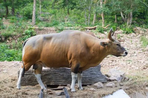 Banteng, red bull Stock Photos