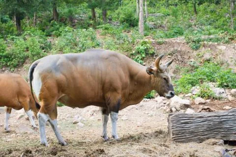 Banteng, red bull Stock Photos