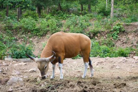 Banteng, red bull Stock Photos