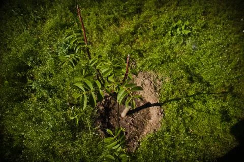 Bany walnut tree Foto stock