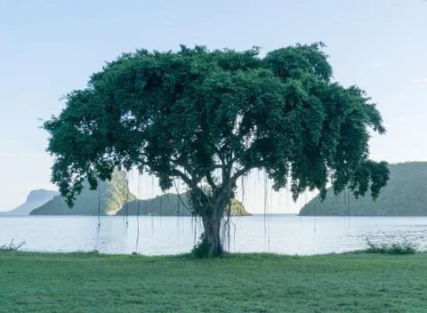 Banyan at the beach Stock Photos