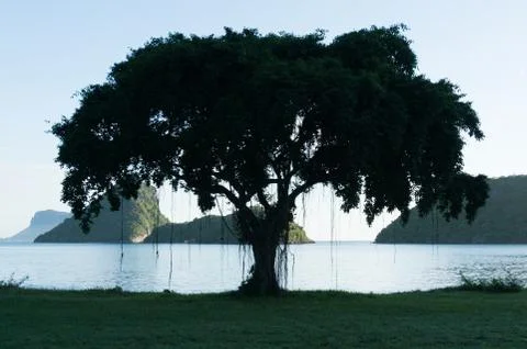 Banyan at the beach Stock Photos