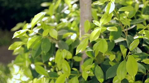 Banyan bush in garden Stock Footage 51402049