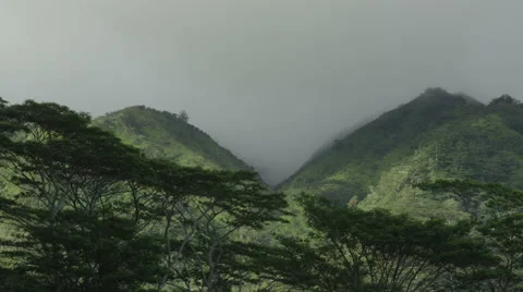 Banyan Canopy Blowing in the wind Manoa, Oahu, Hawaii 스톡 동영상 45820306