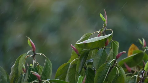 BANYAN DETAIL SLOW MO RAIN Stock-Footage 250357038