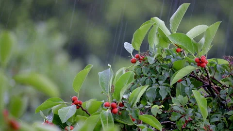 BANYAN FIG CLOSE UP IN RAIN 스톡 동영상 250359938