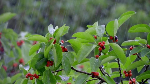 BANYAN FIG IN RAIN 스톡 동영상 250356654