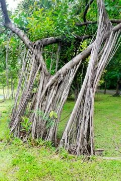 Banyan Stock Photos