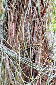Banyan Stock Photos