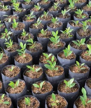 Banyan plants Stock Photos
