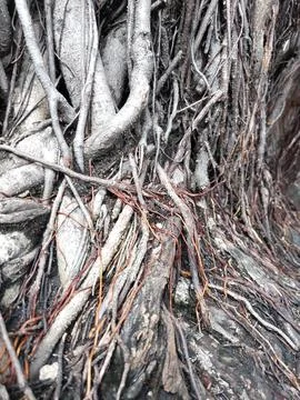 Banyan root Stock Photos