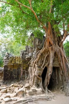 Banyan rooting in angkor Stock Photos