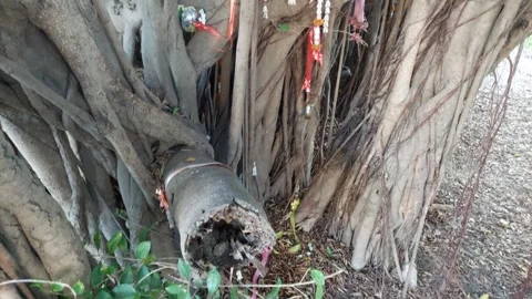 Banyan roots hanging Stock Footage 261666128