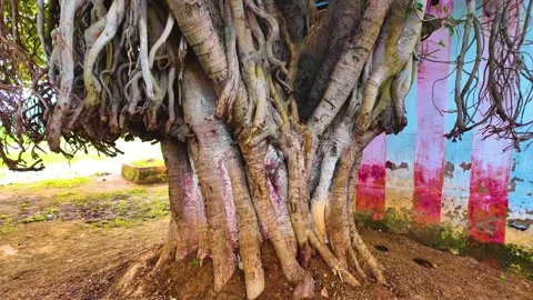 Banyan Tree - Aerial Roots - Close Up Shot Stock-Footage 262177371