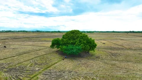 Banyan Tree - Aerial View By a Drone Stock Footage 250543644