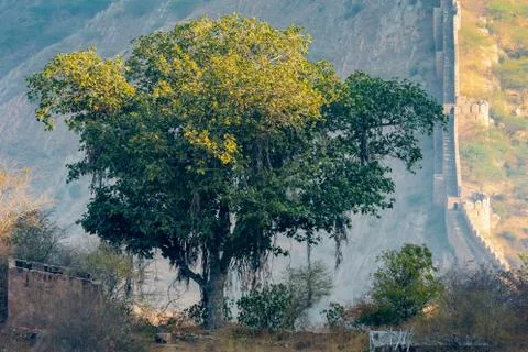 Banyan Tree at Amer Foto stock