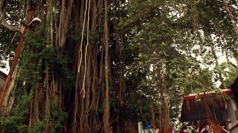 Banyan tree and crowd of pilgrims, pan and tracking shot, slow motion Stock Footage 58890725