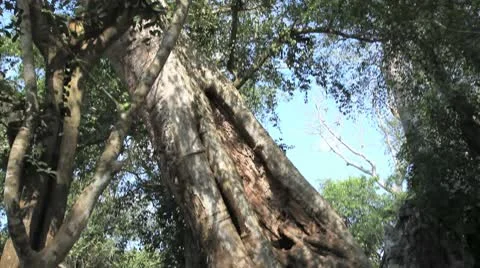 Banyan Tree at Angkor Wat Stock Footage 10560062