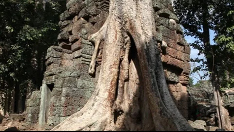 Banyan Tree at Angkor Wat Video stock 10560098