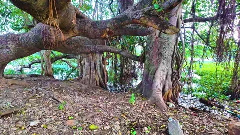 Banyan Tree - Approaching Shot Stock Footage 262207972