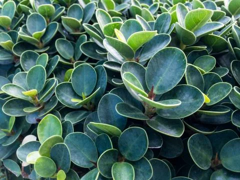 Banyan Tree Background Stock Photos