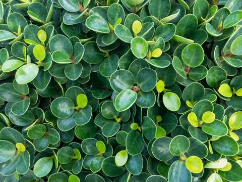 Banyan Tree Background Foto stock