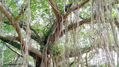 Banyan tree with banyan branches Stock Footage 126842531
