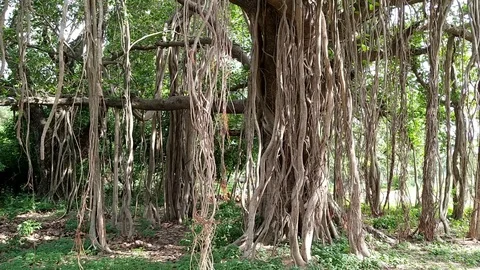 Banyan tree with Banyan branches Stock Footage 126853501