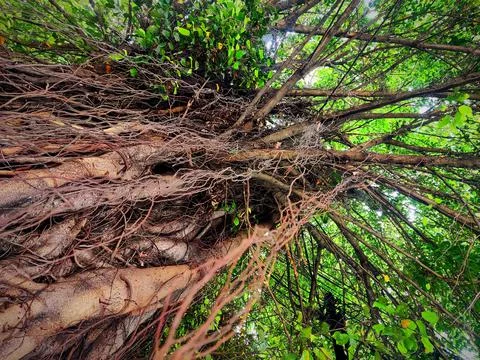 Banyan tree bark Stock Photos