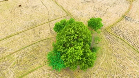 Banyan Tree - Bird's Eye View By a Drone Video stock 250545626