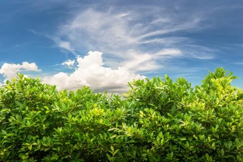 Banyan tree on blue sky Stock Photos